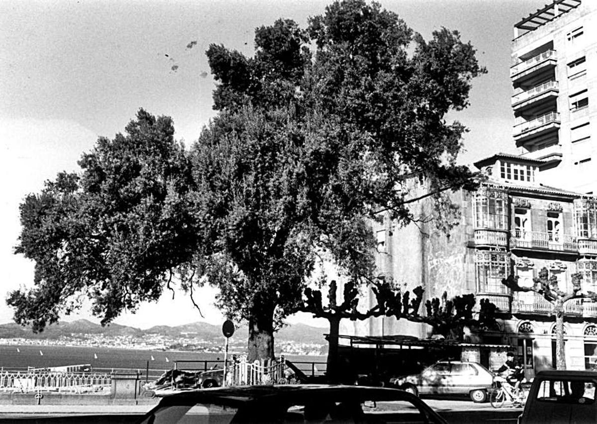 Imagen del olivo del Paseo de Alfonso en 1988. Vialia contará con diez ejemplares de este árbol simbólico para sus zonas verdes. | // JESÚS DE ARCOS / FDV