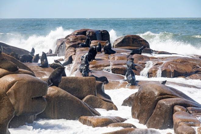 Lobos marinos en la costa de Cabo Polonio