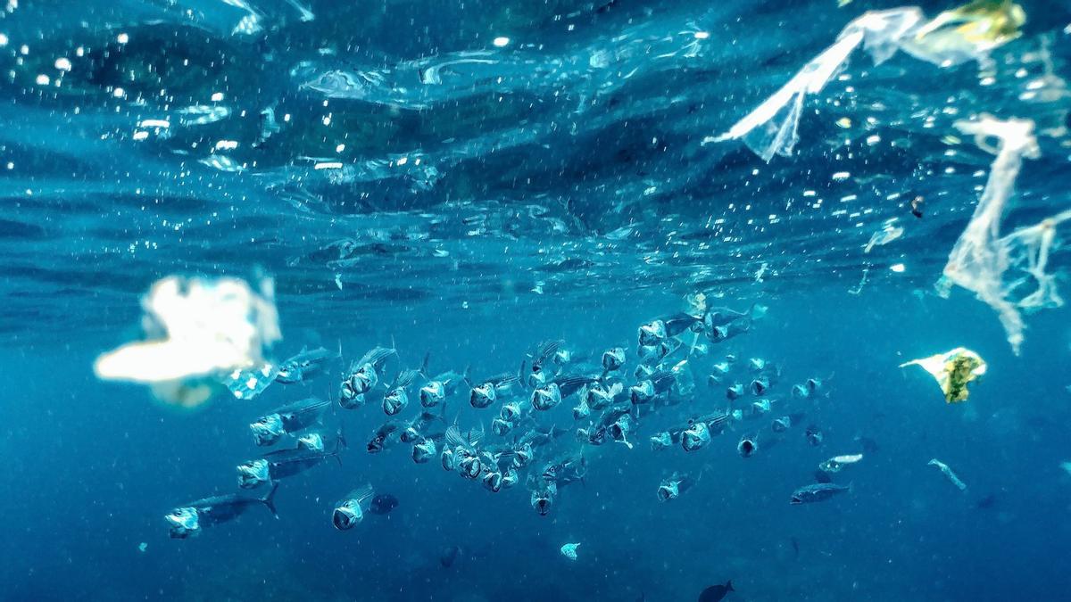 Un grupo de peces nadan entre restos plásticos. Un grupo de peces nadan entre restos plásticos.