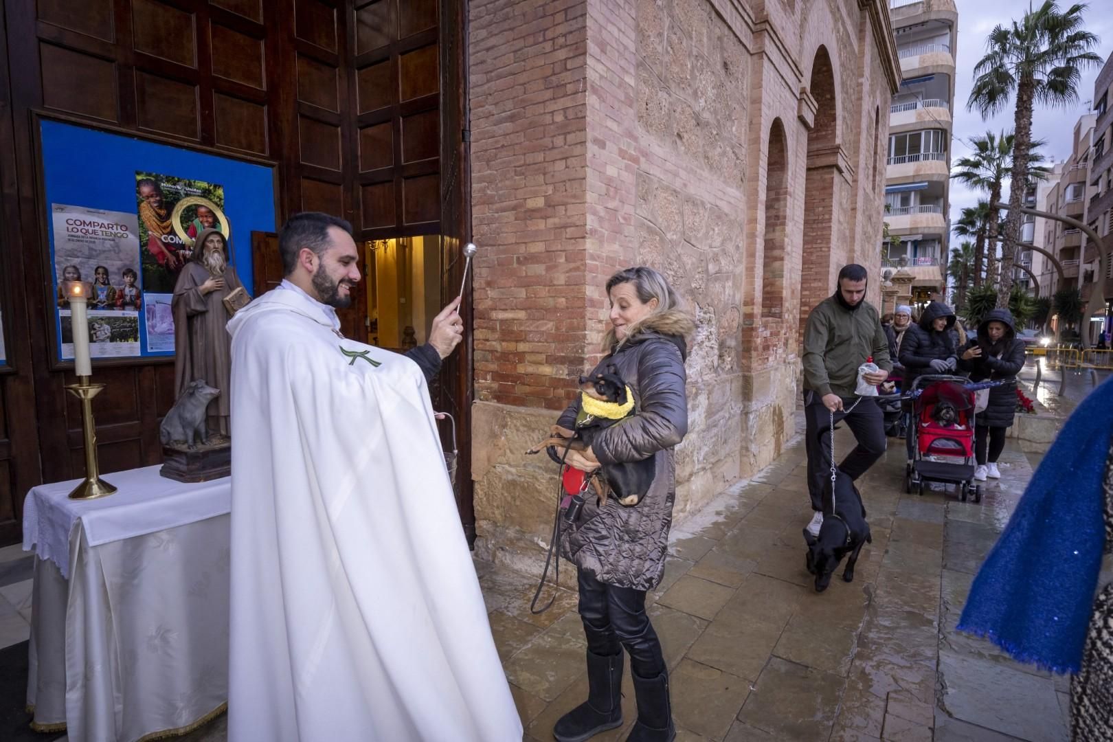 Bendición de animales por San Antón bajo una lluvia invernal en Torrevieja