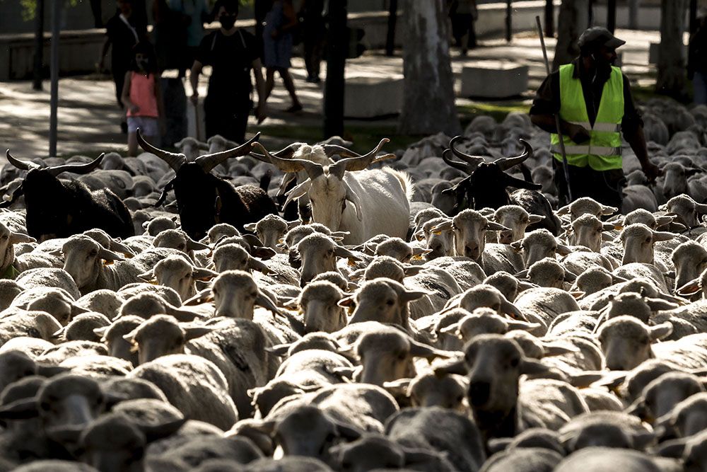 Los últimos trashumantes