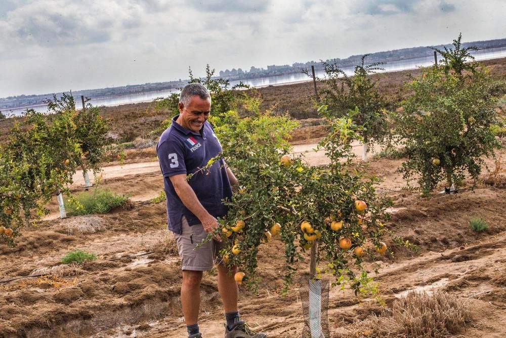 Una familia de agricultores de Elche escoge suelos torrevejenses para cultivar el fruto con denominación de origen