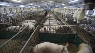 Los veterinarios, sobre las cámaras en los mataderos: "Es rentable, porque el bienestar animal está muy valorado"