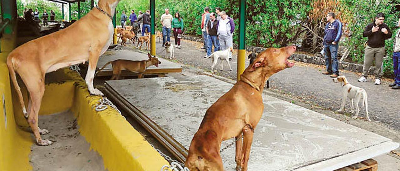 Una zona de la exposición donde además de podencos también se presentaron perros de muestra.