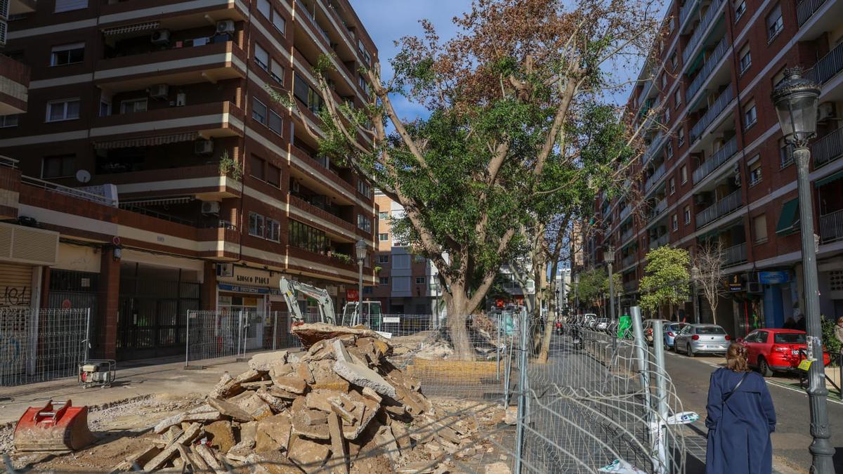 El único ficus que 'sobrevive' en la calle Aben Al-Abbar de València