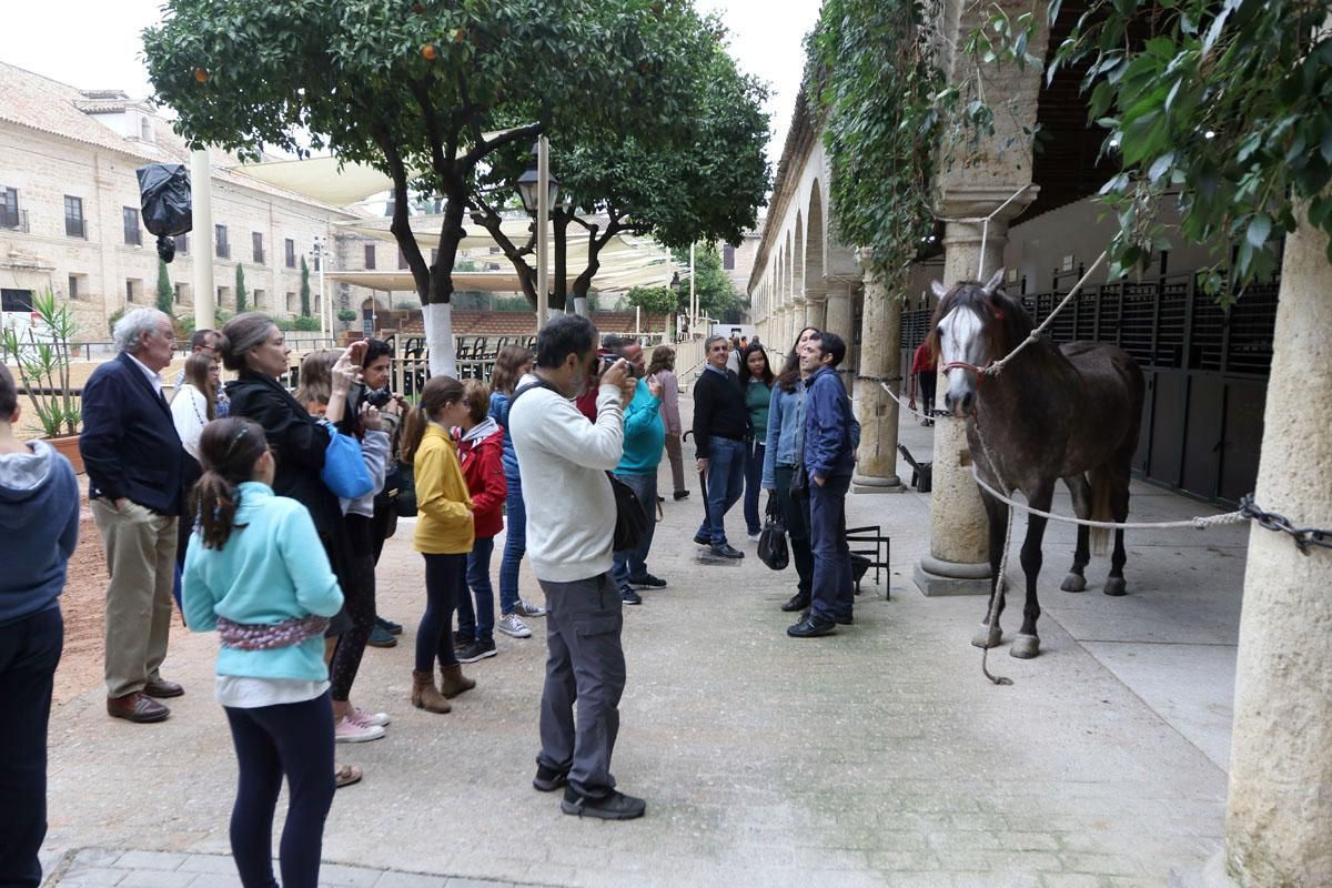 Jornadas de puertas abiertas en Caballerizas Reales