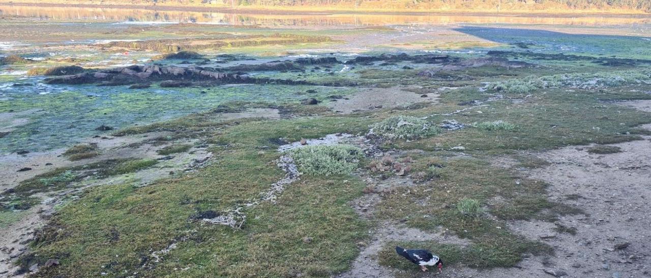 Un pato visto en el intermareal de O Saco de Fefiñáns (Cambados), donde también se localizan numerosas ocas. |   //  M.M.