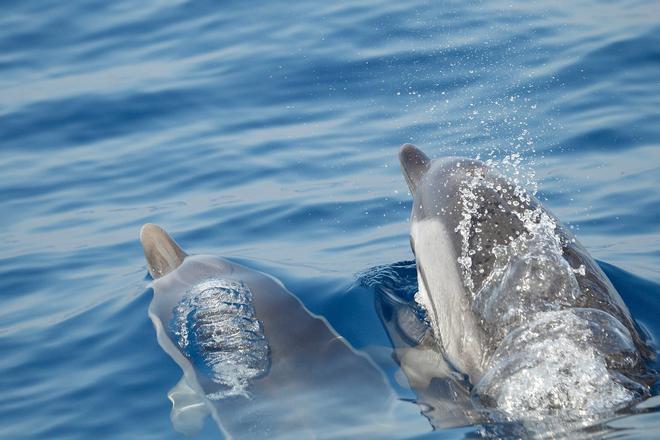 Delfines, Murcia, Deflines en Murcia