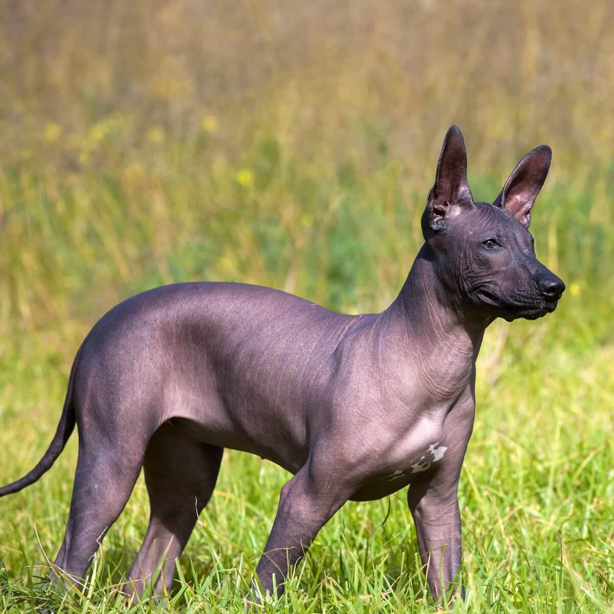 El xoloitzcuintli, una de las razas propias del continente americano