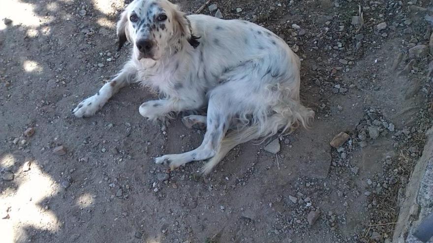 Suri, perrita perdida en Moreruela de los Infanzones.