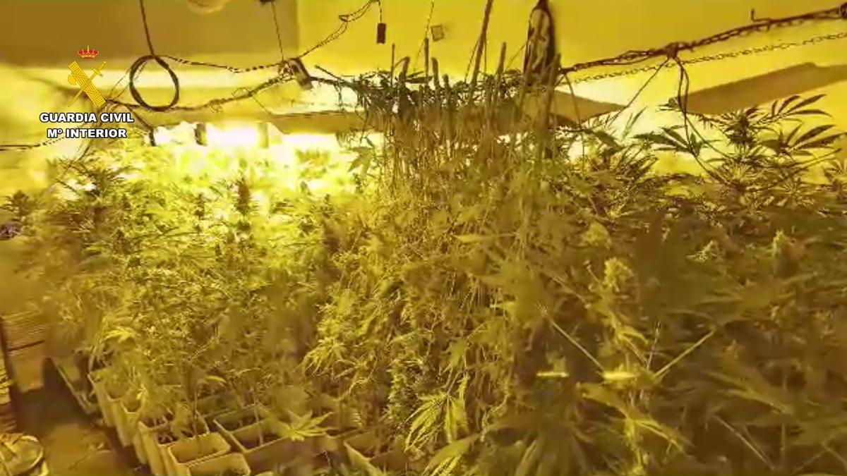 La plantación de marihuana descubierta en un domicilio de s'Estanyol.