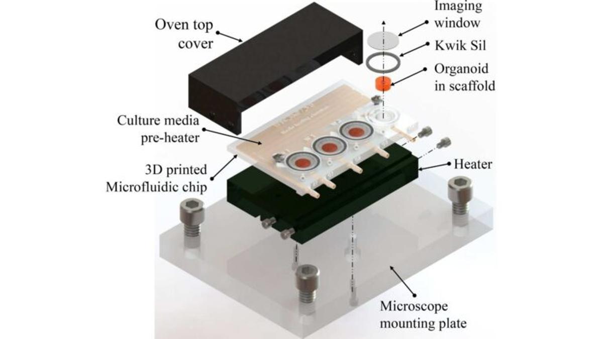 Desarrollan mini-cerebros en 3D más eficientes y económicos