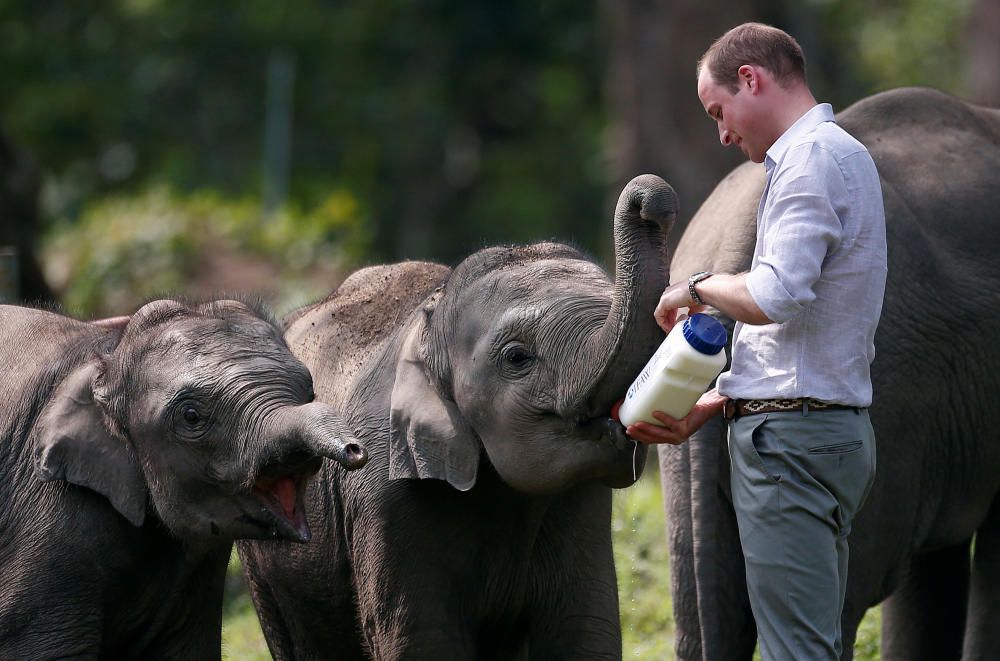 El príncipe Guillermo de Gran Bretaña da de comer a una cría de elefante en el Centro de Rehabilitación de la Vida Salvaje en la reserva forestal de Panbari, en la India.