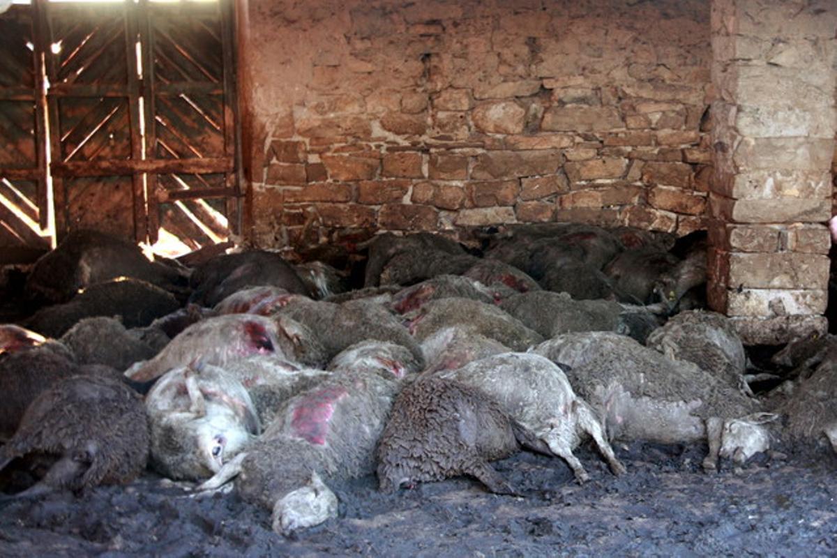 Ovelles mortes després del primer atac de gossos salvatges a Seròs.