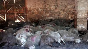 Ovelles mortes després del primer atac de gossos salvatges a Seròs.