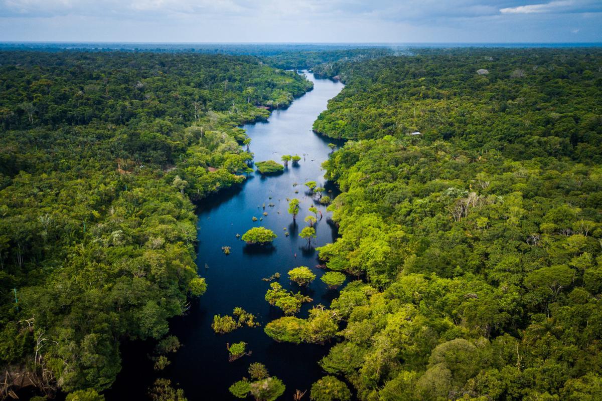Selva tropical en la Amazonía