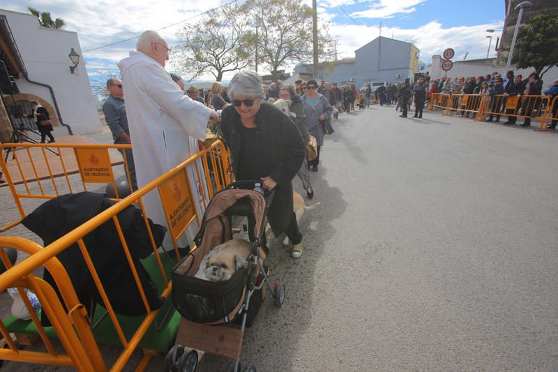 Benidición de animales en la Ermita de Vera y en la Punta