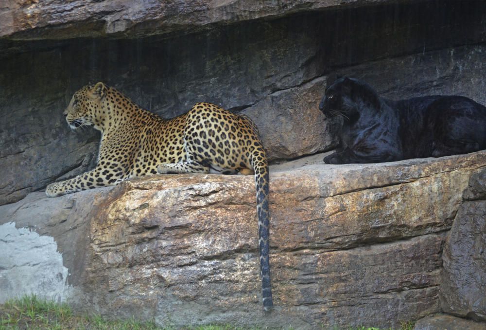 Tormenta de verano en Bioparc