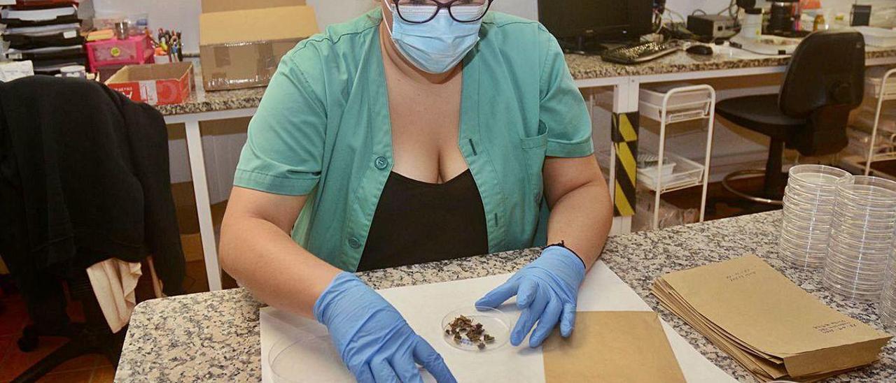 Una profesional de Areeiro trabaja en una de las muestras de castaños afectados por la avispa.