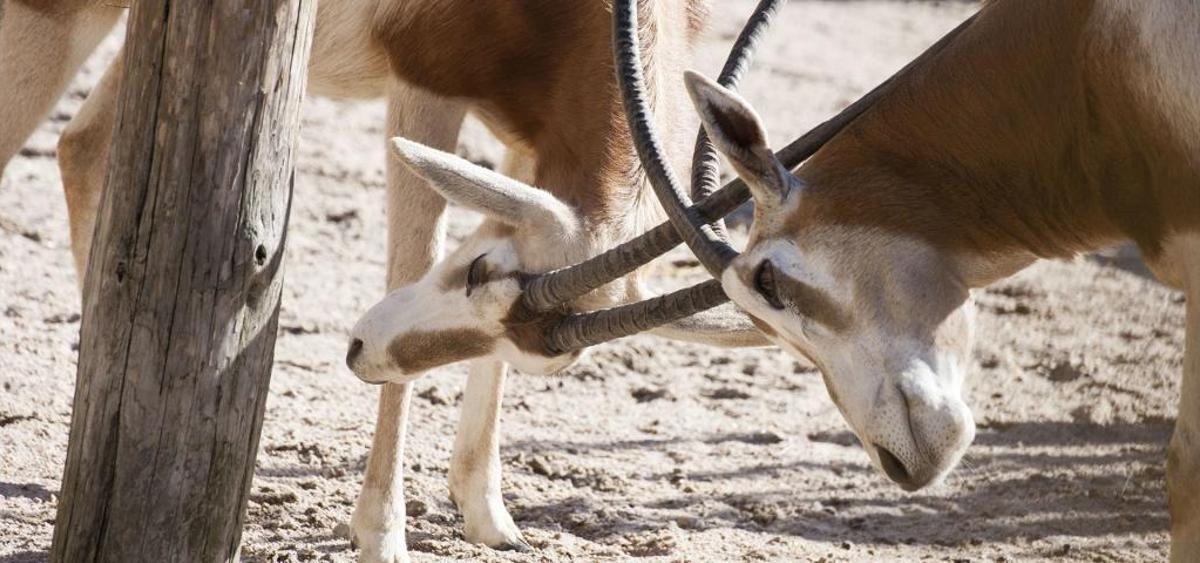 Vigozoo subasta 89 animales