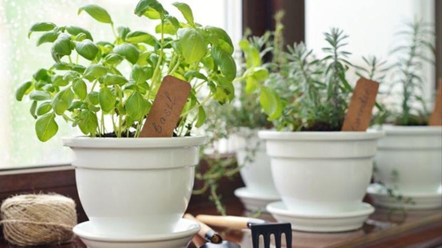 تعتبر النباتات العطرية حلاً جيدًا لإبعاد الذباب