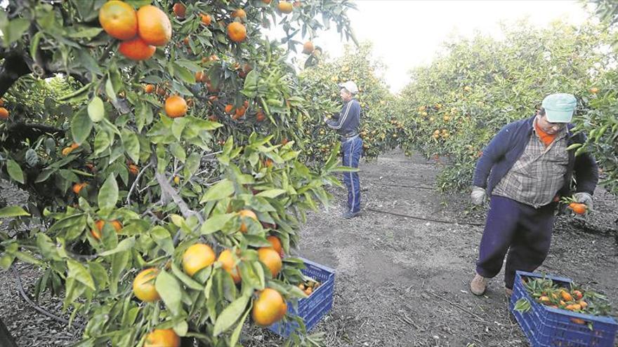 El campo de Castellón apenas se beneficiará del alza de los cítricos