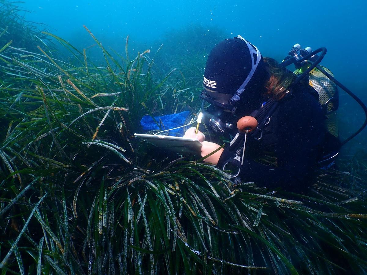 Un buzo del Instituto de Ecología revisa una pradera de posidonia en la provincia
