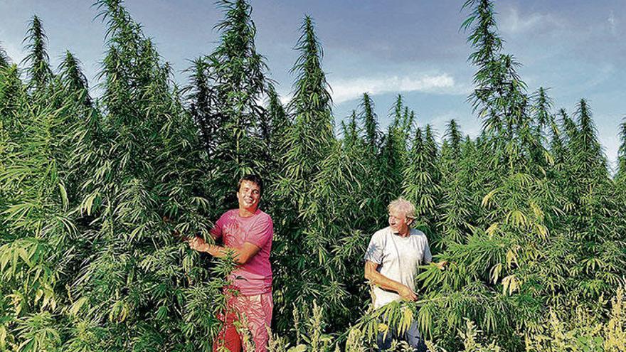 Martí Cànaves und Manuel Rullan (rechts) experimentieren mit Marihuana, das lediglich 0,2 Prozent THC enthält. Dieser niedrige Wert von psychoaktiven Wirkstoffen macht den Anbau legal.