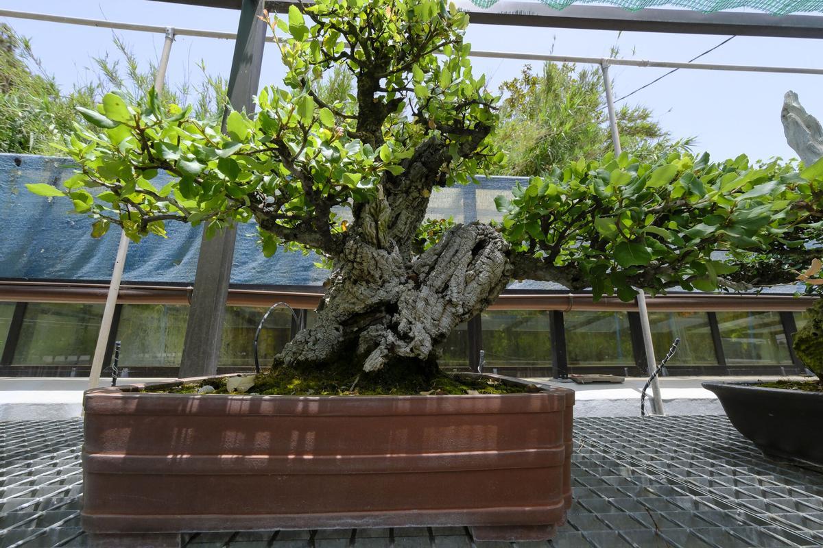 Jardín de bonsais de Juan José Montes Hernández