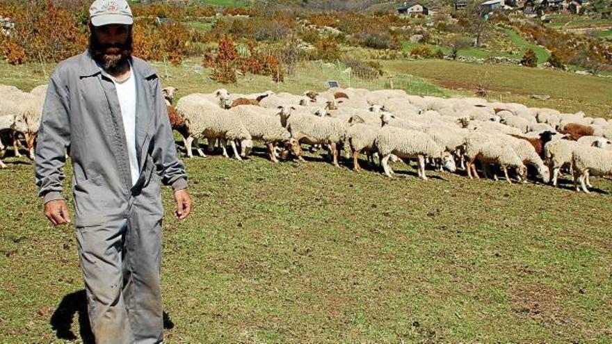 Un ramat d&#039;ovelles del pastor Francesc Baldó de Tallendre, a Bellver
