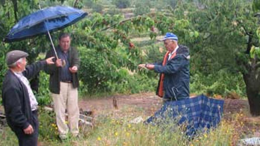 La lluvia paraliza la recolección de cerezas en las comarcas productoras