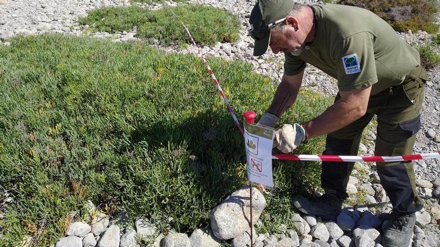 Amics de la Terra pide más información y vigilancia en los espacios protegidos de Ibiza