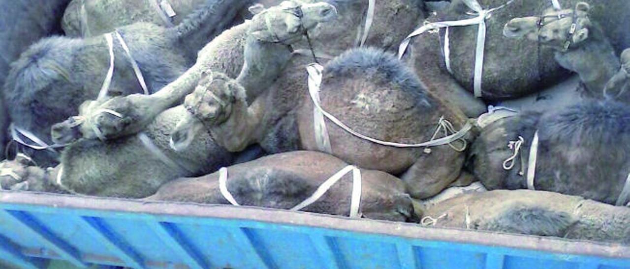 Camellos de Lanzarote tuchidos en su traslado para las cabalgatas de Tenerife en 2015.