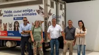 Telde da un zarpazo a la superpoblación felina con un quirófano municipal para esterilizar gatos comunitarios