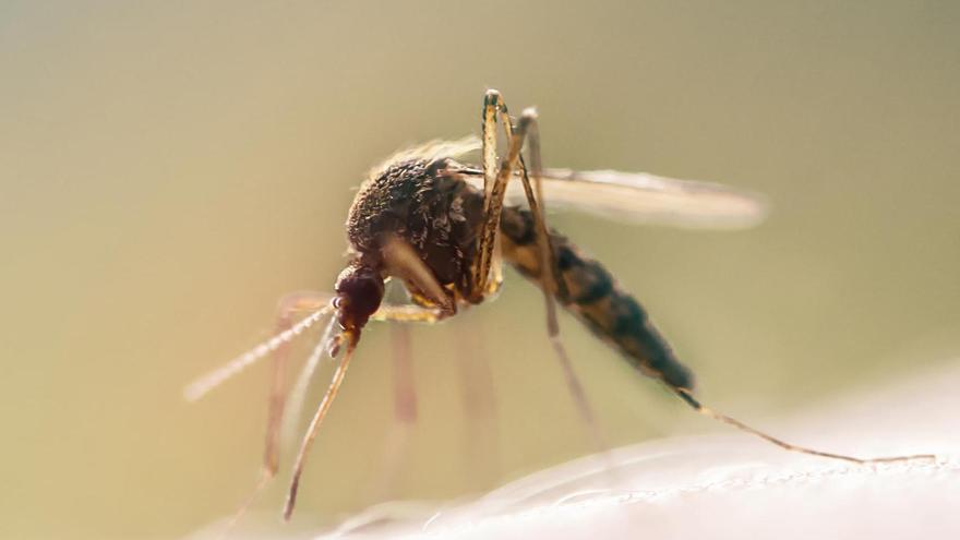 La Universitat aplica nuevas fórmulas contra el mosquito tigre tras la eclosión por las últimas lluvias