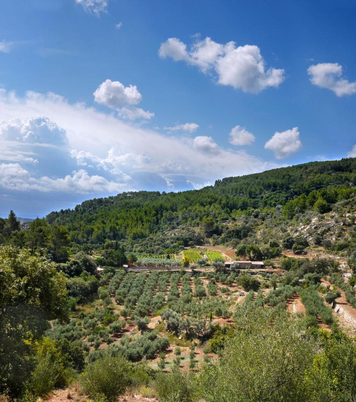 Agricultura en la Serra de Tramuntana: «Necesitamos cooperar para poder sobrevivir»