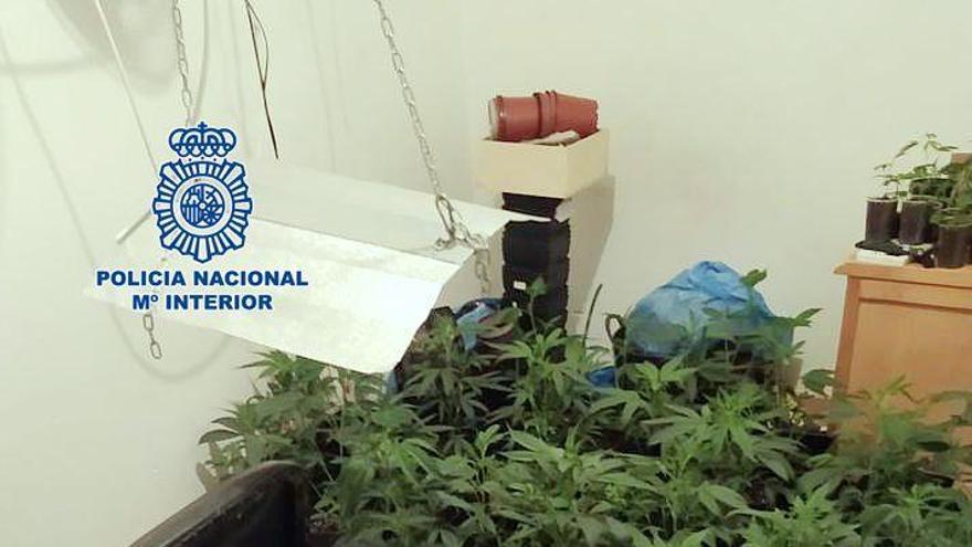 Detenido en Zaragoza al ser sorprendido con una plantación de marihuana en el piso del que estaba siendo desahuciado