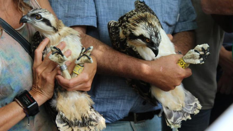 El águila pescadora regresa a la Comunitat Valenciana tras 33 años