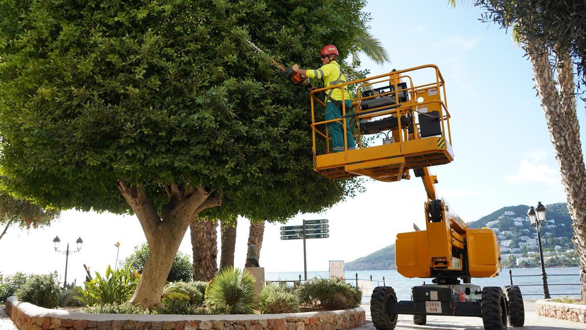 Un operario poda los árboles del Passeig de s'Alamera.