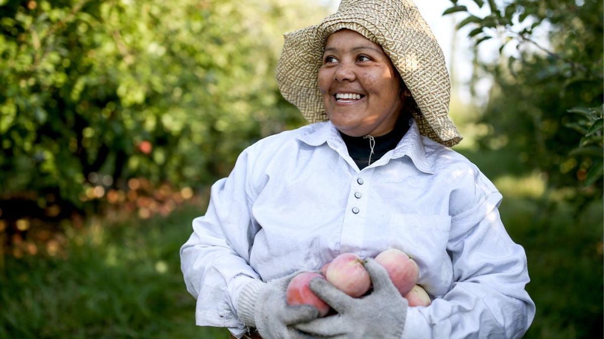 Una mujer que cosecha manzanas en invierno en un jardín en el pueblo de Progress