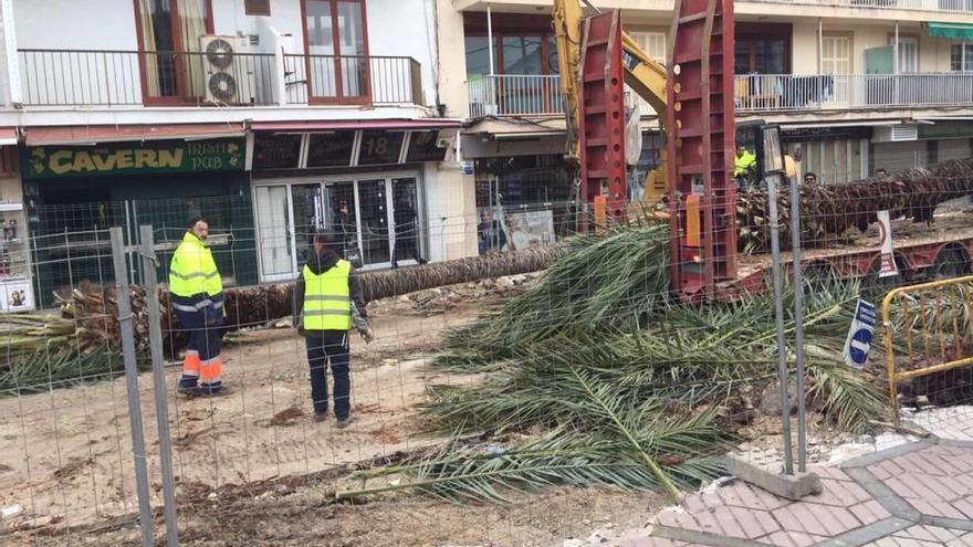 Las 42 palmeras del paseo Colón empezaron a arrancarse hace unos días.