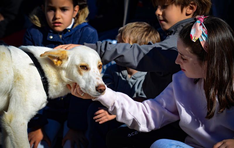Fundación Bioparc y AUPA celebran el 15º Desfiles de perros abandonados