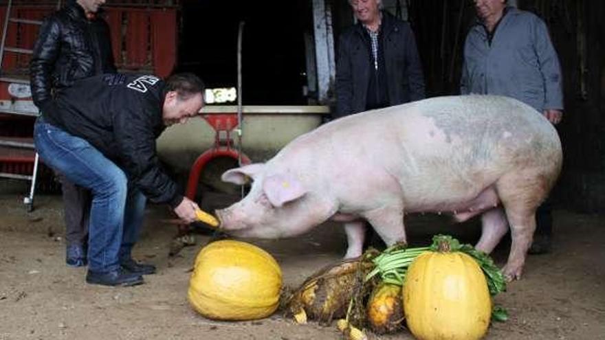 Crespo da de comer al cerdo Valentín, criado por vecinos de Sello para la matanza tradicional celebrada en esta parroquia en febrero.