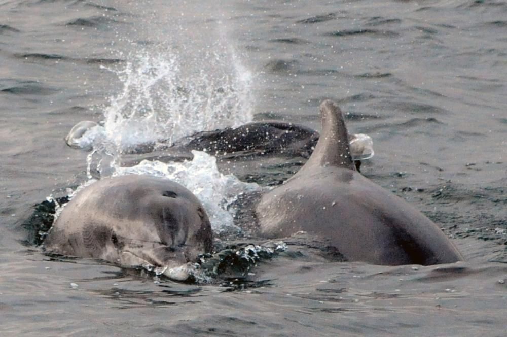 Baile de delfines en la Ría de Arousa