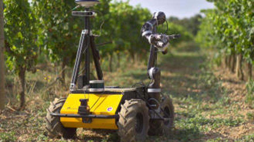 Proven un robot que controla l&#039;estat de salut de la vinya