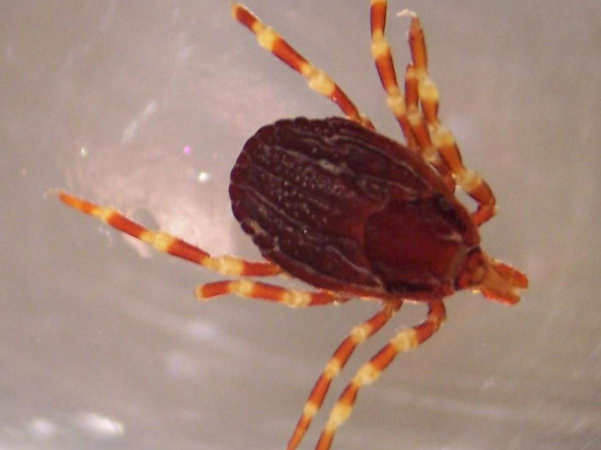 Garrapata de la especie ‘Hyalomma marginatum’. | // LOC