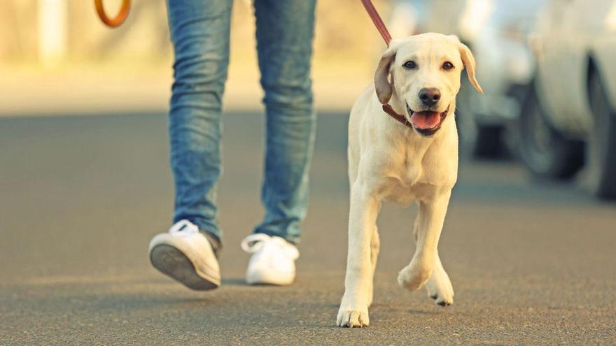 Esta es la sanción que podrían ponerte por dejar a tu perro atado en la calle