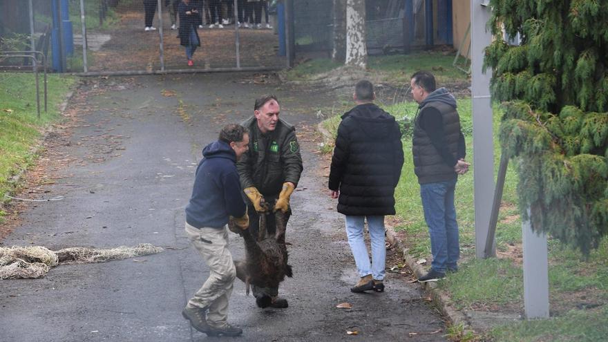 Cazados tres jabalíes en un instituto de A Coruña