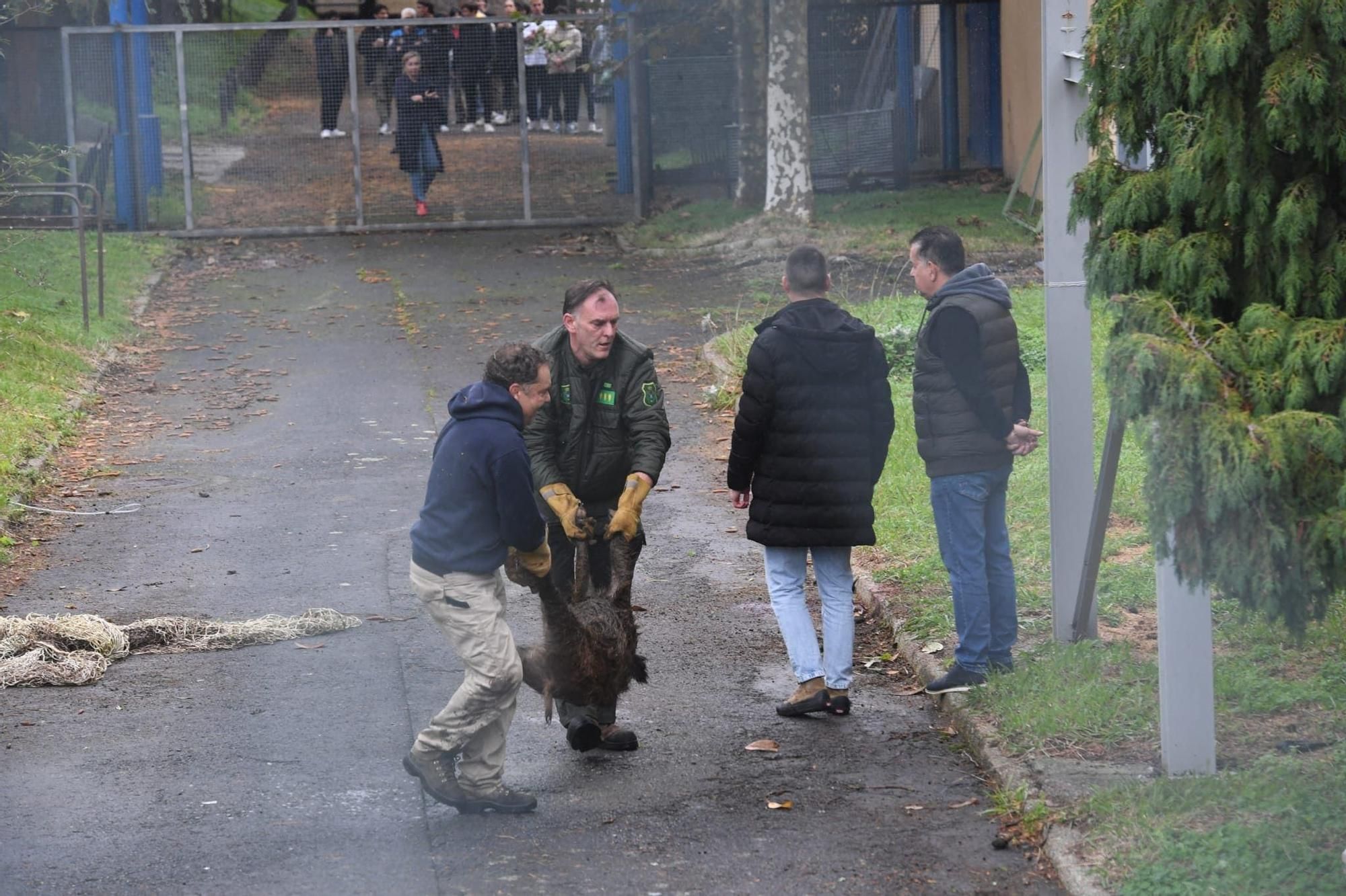 Cazados tres jabalíes en un instituto de A Coruña