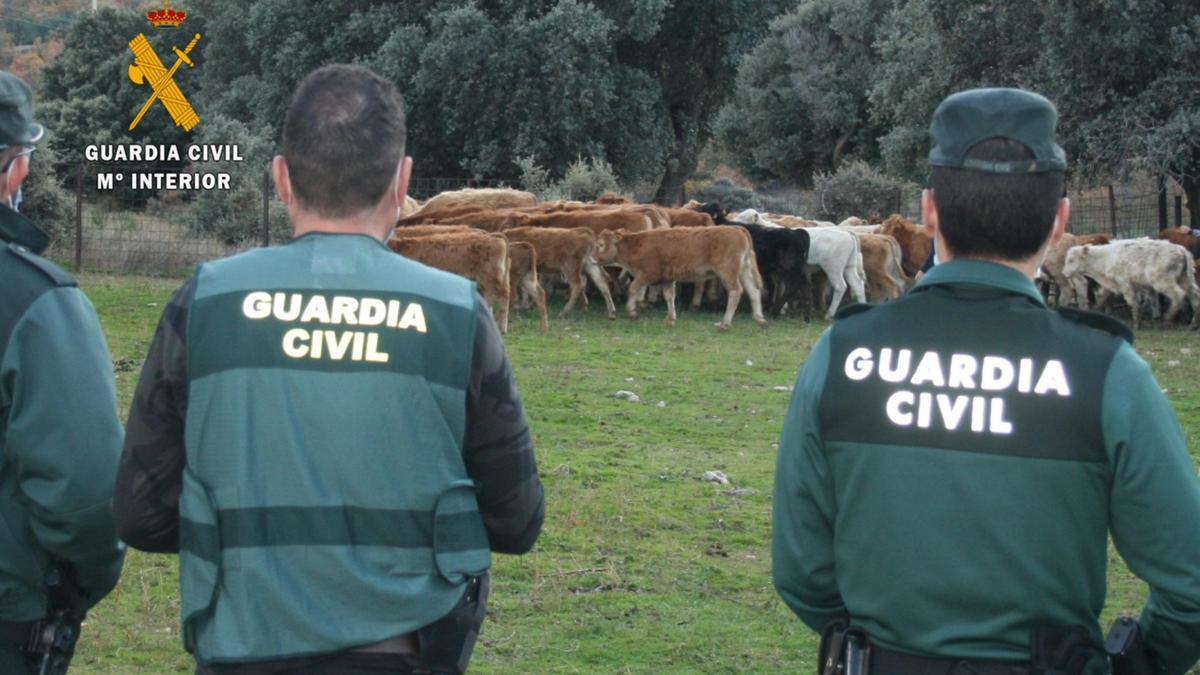 Efectivos de la Guardia Civil durante la operación.